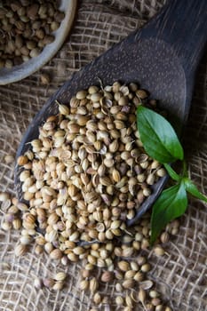 Cooking Spices, Coriander Seed on wooden spoon
