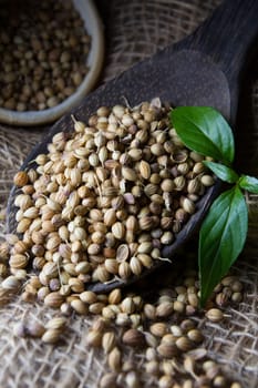 Cooking Spices, Coriander Seed on wooden spoon