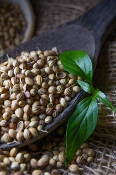 Cooking Spices, Coriander Seed on wooden spoon