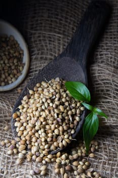 Cooking Spices, Coriander Seed on wooden spoon
