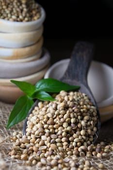 Cooking Spices, Coriander Seed on wooden spoon