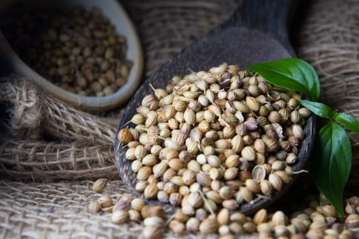 Cooking Spices, Coriander Seed on wooden spoon