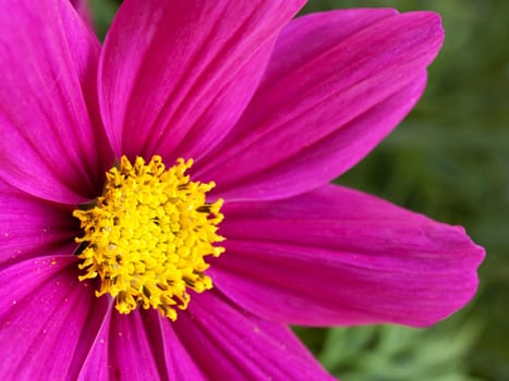 Cosmos