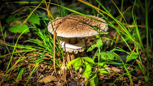 A young parasol mushroom between leaves in the autumnal sunshine.