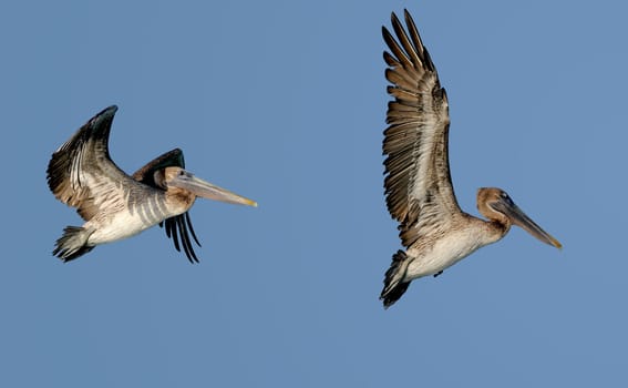 Pelican pair