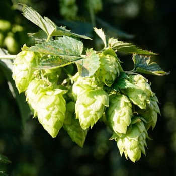 Closeup of a ripe hops plant