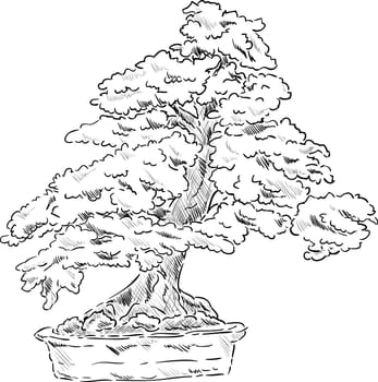 vector - bonsai tree in a flowerpot , isolated on background