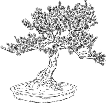 vector - bonsai tree in a flowerpot , isolated on background