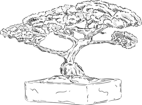 vector - bonsai tree in a flowerpot , isolated on background
