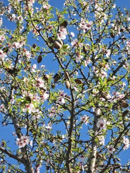 almond blossom at tree in spring, blue sky, green leaves
