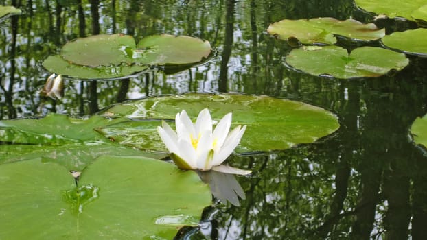 Water lily on pond with green leaves on water surface