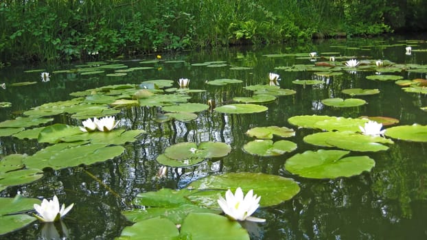 Water lily on pond with green leaves on water surface