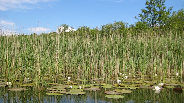 Water lily on water surface with reed in the background