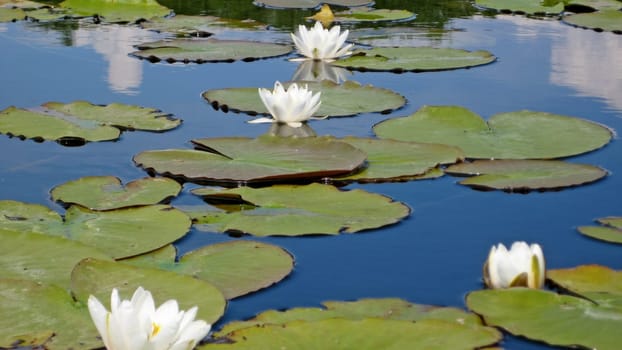 Water lily on pond with green leaves on water surface
