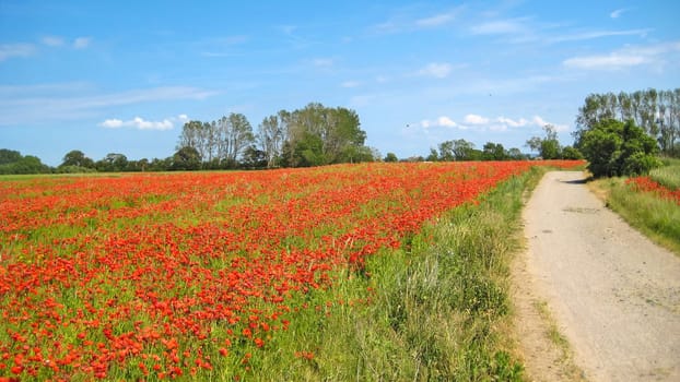 Poppy field with path aside