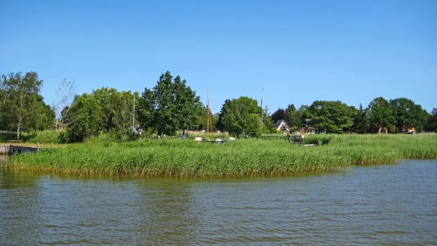 Green reed at the bodden in the interior of the peninsula Fischland-Darss-Zingst, Germany