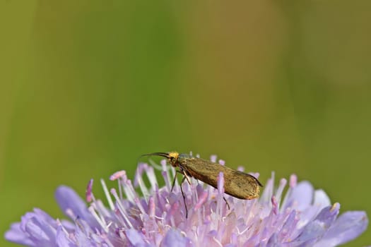 Longhorn moth (Nemophora metallica) on widow's flower
