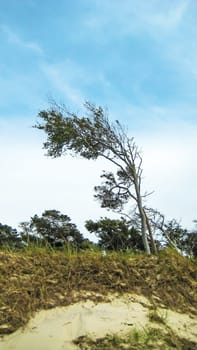 windswept tree at "Weststrand"", peninsula Fischland-Darss-Zingst, Germany"