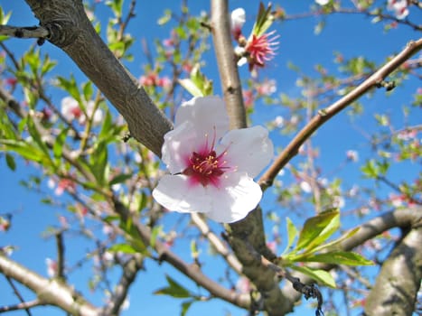 almond blossom at tree branch, blue sky, green leaves