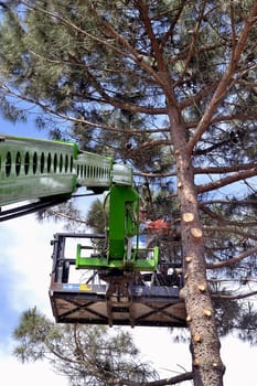 cross of a large tree become dangerous
