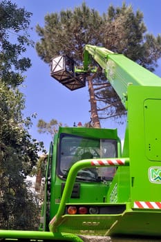 cross of a large tree become dangerous