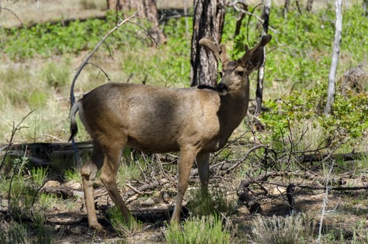 deer in the woods of Grand Canyon National Park