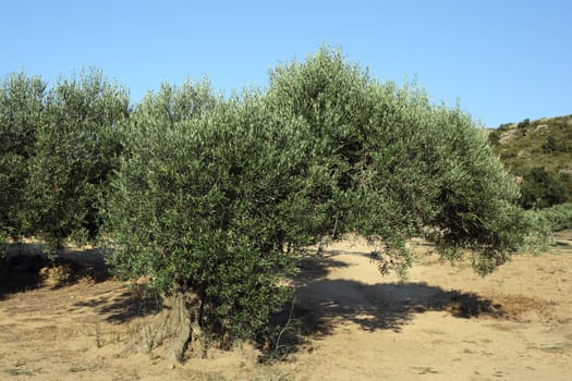 Details of a spain olive grove used for agriculture.