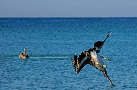 hunting brown pelican