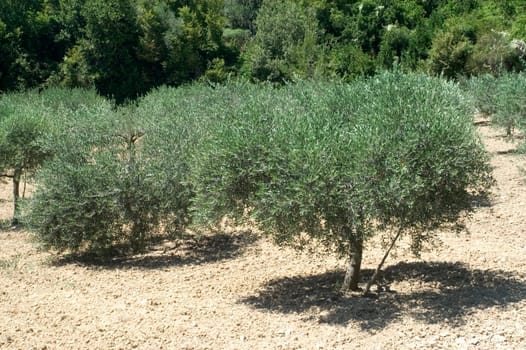 Fields of olive-trees in the south-east of France, the department of Gard.