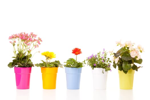 Row of potted flowers isolated against white background