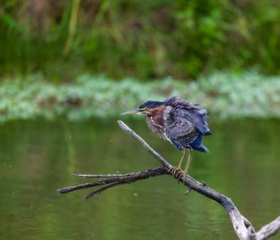 Green heron is ruffling his feathers on a small lake in Central Kentucky