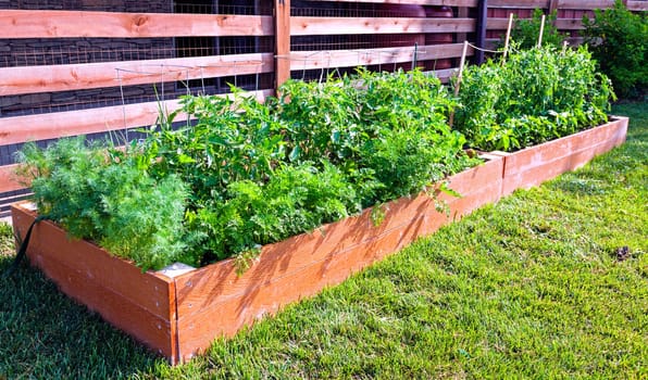Small vegetable garden by the side of the house