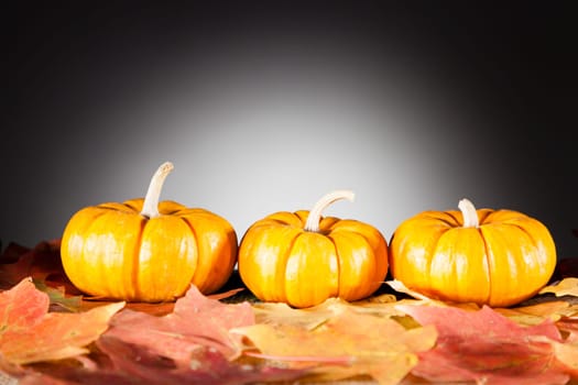 Three decorative miniature pumpkins on dry fall leaves