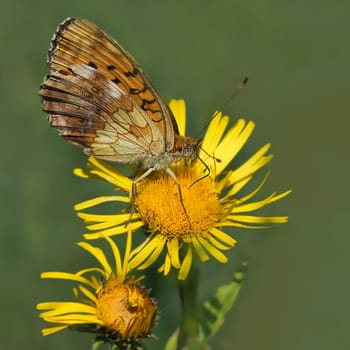 Meadowsweet mother-of-pearl butterfly on Jacob's ragwort