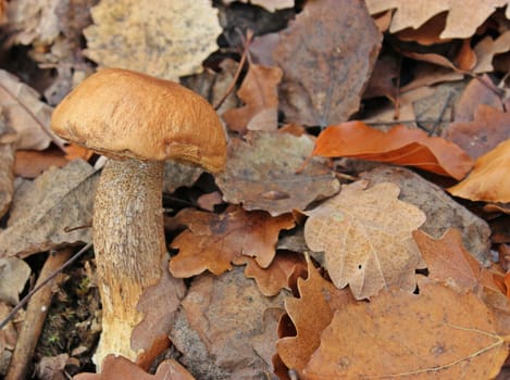 Redcap (Leccinum aurantiacum) at the Edersee