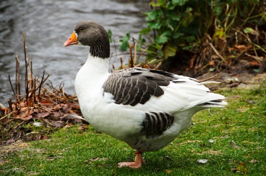 Ölands goose on the way to the water