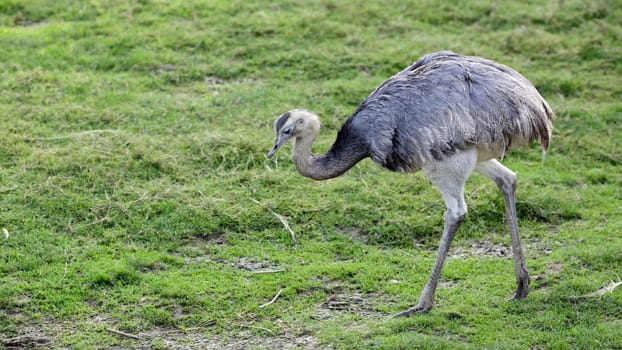 Details of a walking greater rhea in captivity.