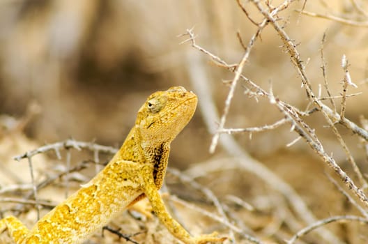 Closeup view of a small yellow lizard in La Guajira, Colombia