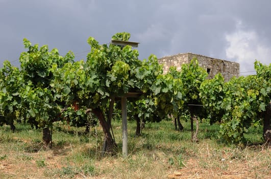 Vines