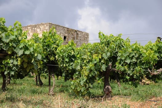 Vines