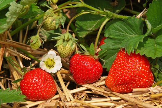 Strawberries in the garden lined with straw