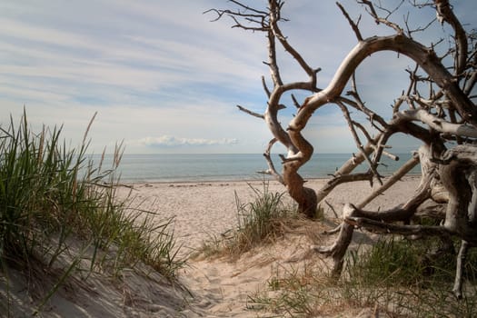 Driftwood on the Baltic Sea