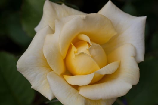 Yellow Rose