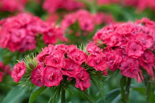 sweet william