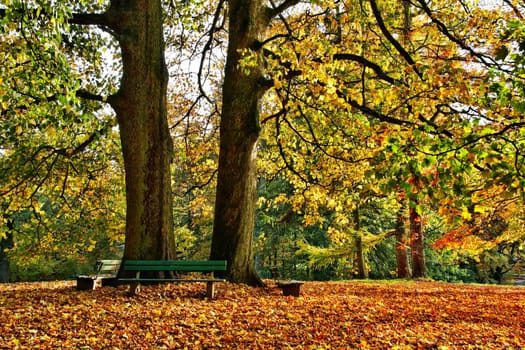 Autumn in the Park