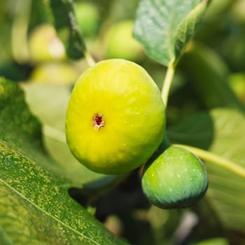 Ripe fig on a tree