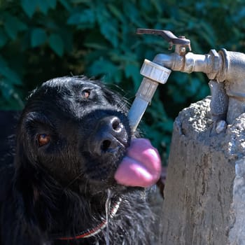 Dog Retriever drinks from water pipe