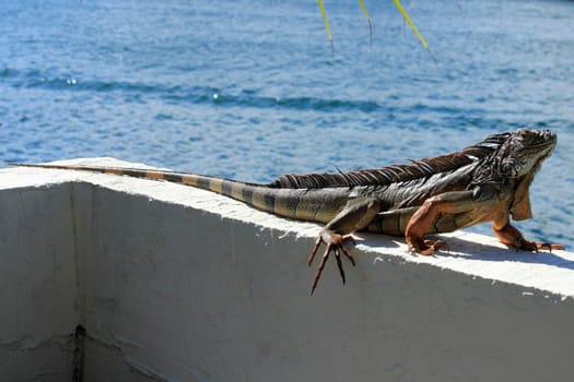 A very big brown, orange, green and black striped iguana about 6 feet long stands on a seawall overlooking the intracoastal waterway on a sunny winter day in Florida.