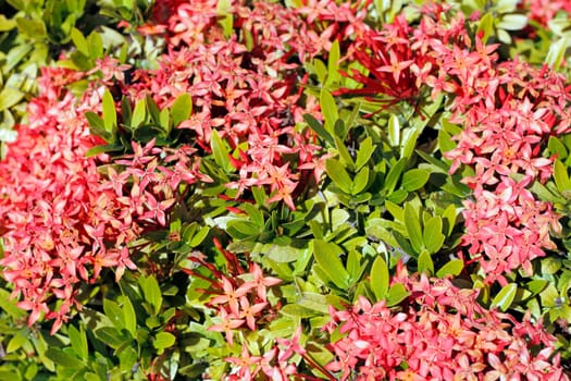 Grown in many gardens and landscapes in southern Florida the jungle geranium or flame of the woods is a beautiful shrub.