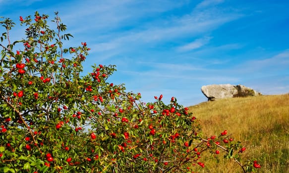 Rose hips shrub with rocks on hills